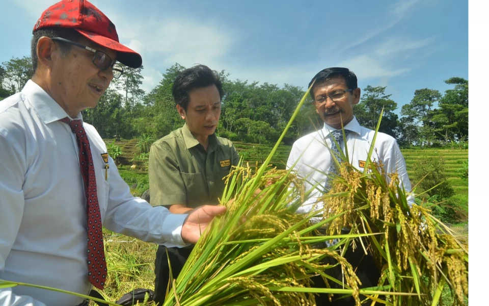 Thumbnail Berita - Mitra PT ATM, Petani Kedungudi Puas Hasil Panen Padi Japonica