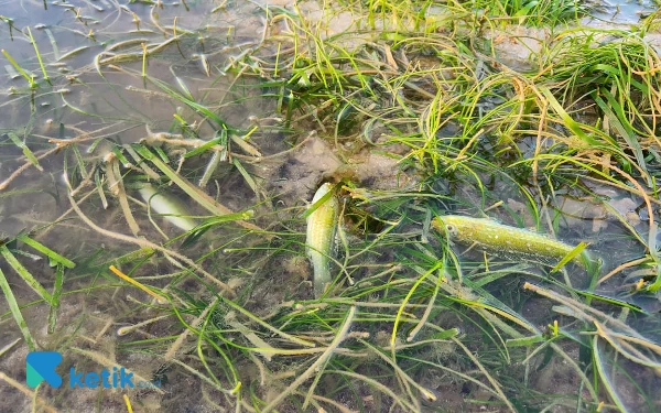 Thumbnail Akar tuba hanya meracun ikan-ikan kecil dan tidak merusak ekosistem laut. (Foto: Kiagus Firdaus/Ketik.co.id)