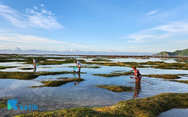 Thumbnail Aktivitas nelayan di Pantai Lombok menangkap ikan menggunakan akar tuba atau akar beracun. (Foto: Kiagus Firdaus/Ketik.co.id)