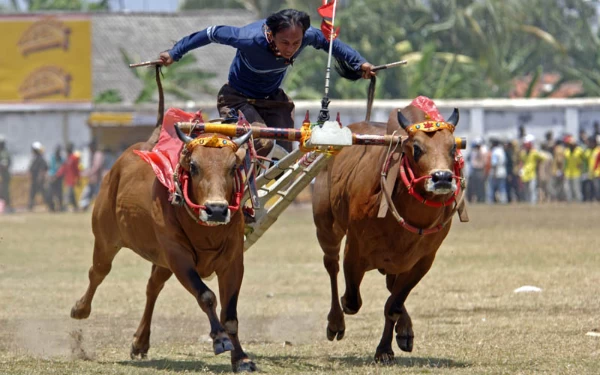 Thumbnail Berita - Asal-usul dan Tradisi Karapan Sapi Masyarakat Madura