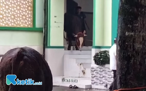 Thumbnail Berita - Sapi Kurban Ngamuk, Masuk Masjid di Pacitan