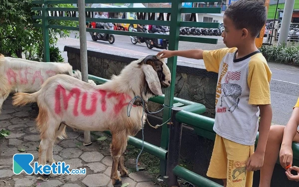 Thumbnail Berita - Sisihkan Uang Saku, Anak SD Kota Malang Berhasil Berkurban Kambing