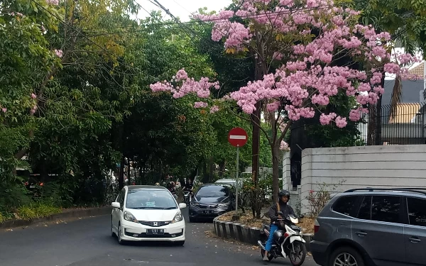 Thumbnail Berita - Bunga Tabebuya di Surabaya Mekar saat Musim Kemarau