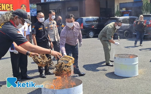 Thumbnail Berita - Polres Jember Musnahkan Barang Bukti 10 kg Ganja