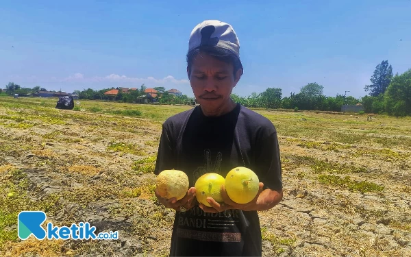 Thumbnail Berita - Panas Ekstrem, Petani Melon dan Semangka di Sidoarjo Gagal Panen