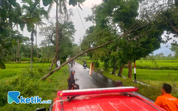 Thumbnail Berita - Seorang Pengendara Motor Tewas Akibat Pohon Tumbang di Bondowoso