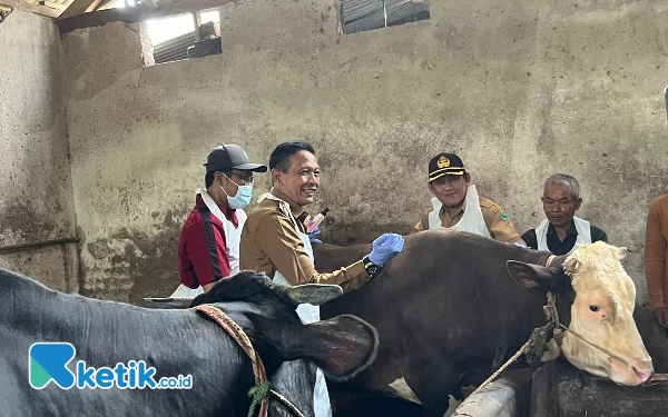 Antisipasi Agar PMK Tidak Mewabah Lagi di Kota Malang, 700 Ekor Sapi Divaksin