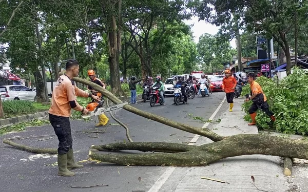 Thumbnail Berita - Cuaca Ekstrem, DLH Kota Malang Antisipasi Pohon Tumbang