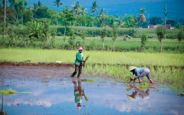 Thumbnail Berita - Pemkab Lumajang Ajukan Bantuan Benih untuk Lahan Korban Banjir