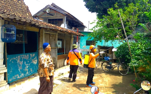 Thumbnail Berita - Warga Kelurahan Mimbaan Resah Diserang Ulat Bulu, BPBD Situbondo Semprotkan Cairan Pestisida