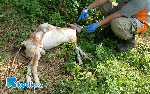 Thumbnail Berita - Biar Bisa Dibeli Murah, Kambing Warga Pacitan Tewas Diracun Tetangga