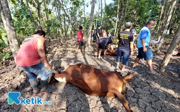 Thumbnail Berita - Pentingnya Keberadaan Juleha untuk Menjamin Daging Kurban Halal