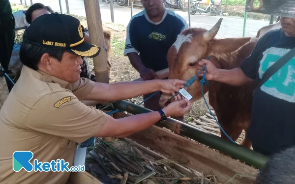 Thumbnail Berita - Jelang Idul Adha, Petugas Pemeriksaan Telah Disebar di Titik Penjualan Hewan Kurban Kota Malang