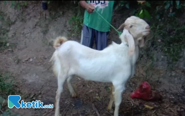 Thumbnail Berita - Apes, Niat Jual Kambing Kurban di Pasar Pon Pacitan Malah Raib Digondol Maling