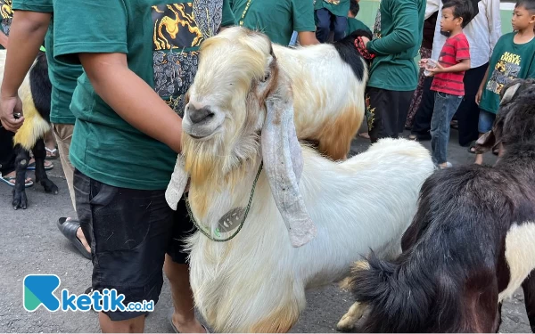 Thumbnail Berita - Arak-arakan Hewan Kurban Jadi Festival Keagamaan Tahunan Kota Malang