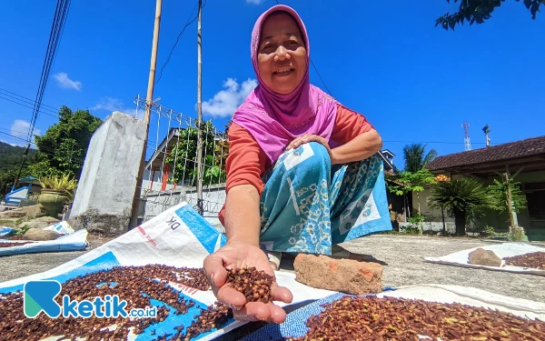 Cengkeh di Pacitan Kian Murah, Harga Anjlok Drastis ke Rp90.000 per Kg