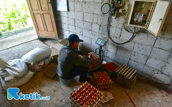 Thumbnail Seorang pekerja, Jupri, menimbang telur hasil panen di kandang ayam petelur di Kabupaten Bojonegoro, Jawa Timur, Minggu, 29 September 2024. Dari 2.000 ekor ayam, telur yang dipanen mencapai 100 hingga 120 kilogram setiap hari. Direktur Utama PT PLN Darmawan Prasodjo menjelaskan, melalui program EA, PLN ingin mendukung pelaku usaha di sektor agrikultur untuk meningkatkan produktivitas serta efisiensi operasional yang berujung kepada peningkatan keuntungan. Juga menghadirkan unit bisnis ramah lingkungan. (Foto: Achmad Fazeri/Ketik.co.id)