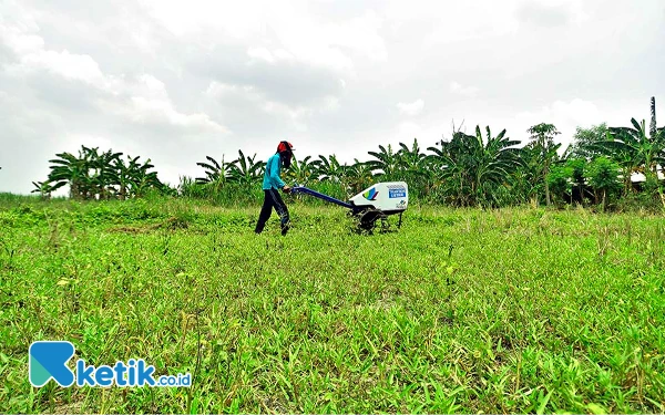 Thumbnail Sunari membajak sawah dengan menggunakan traktor listrik di Desa Tlogoweru, Kecamatan Guntur, Kabupaten Demak, Jawa Tengah. Beberapa kelebihan traktor listrik dibanding dengan traktor diesel diantaranya lebih ramah lingkungan karena menggunakan energi bersih, lebih hemat biaya operasional, tidak bising dan lebih ringan sehingga tidak perlu keluar tenaga ekstra untuk mengoperasikannya. (Foto: Achmad Fazeri/Ketik.co.id)