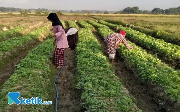 Buruh Tani Tembakau dan Pekerja Pabrik Rokok Bakal Terima BLT DBHCHT 2024