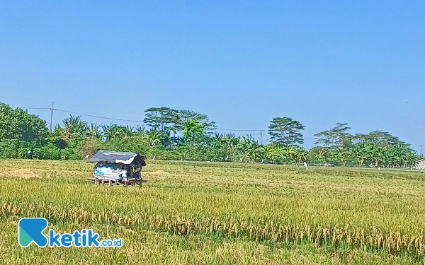 Waspada! Hujan Ekstrem Berpotensi Terjadi di Seantero Jatim Seminggu ke Depan