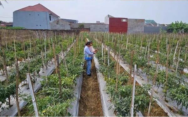 Dispangtan Kota Malang Optimalisasi Cadangan Pangan, Antisipasi Lonjakan Harga di Musim Hujan