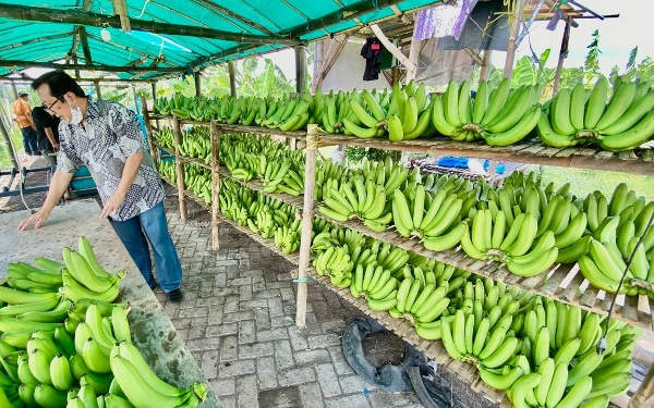 Thumbnail Berita - Cerita Klaster Pisang Cavendish Pasuruan, Kelola Lahan Non Produktif Jadi Usaha Beromzet Rp200 Juta