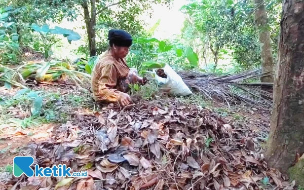 Thumbnail Berita - Kisah Tumi Pacitan, Disabilitas Sebatang Kara Hidup dari Ceceran Daun Cengkeh