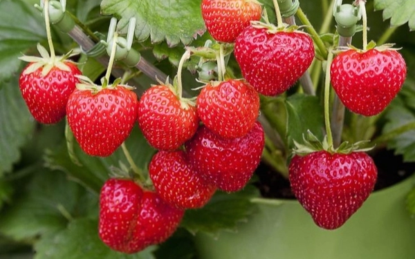 Thumbnail Berita - Ini Segudang Manfaat Buah Strawberry untuk Tubuh